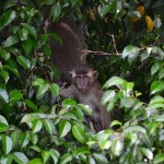 Bébé macaque