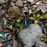 Parc national Ulu Temborang