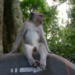 Monkey forest, Ubud