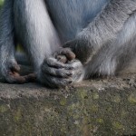 Monkey forest, Ubud