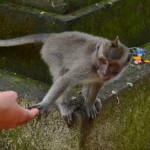 Monkey forest, Ubud