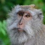 Monkey forest, Ubud