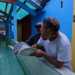 Visite d'un centre de secours aux tortues