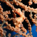 Pygmee seahorse