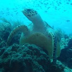 Tortue verte en vadrouille