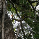 Toucan au parc naturel de Tangkoko