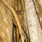 Tarsier