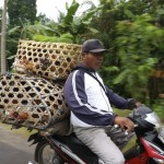 Transport de poulets à Lombok